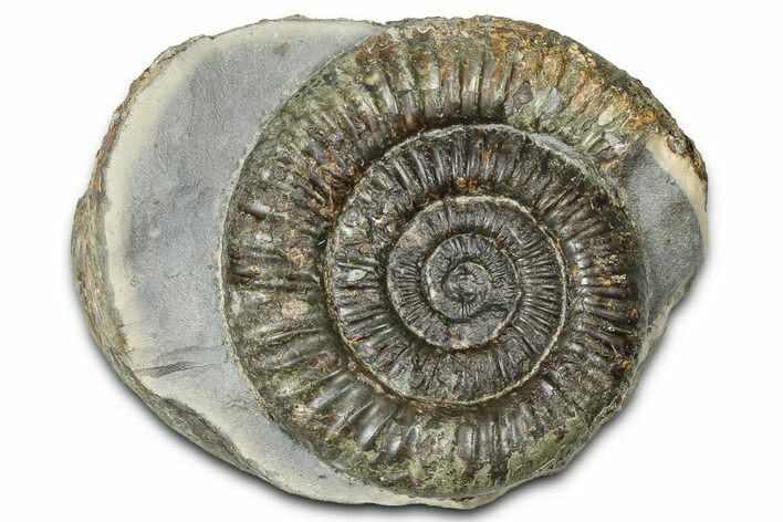 Jurassic Ammonite (Dactylioceras) Fossil - England #362470